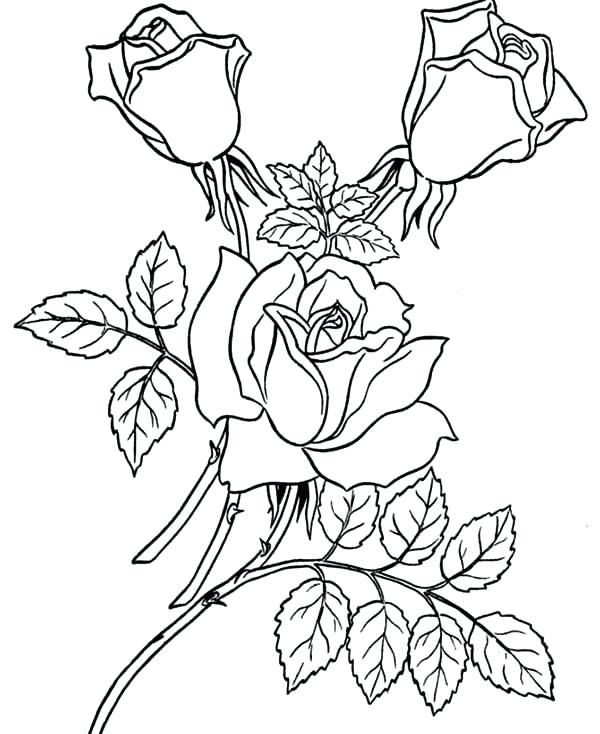 600x734 Roses Coloring Pages Rose Coloring Page Coloring Pictures Of Roses
