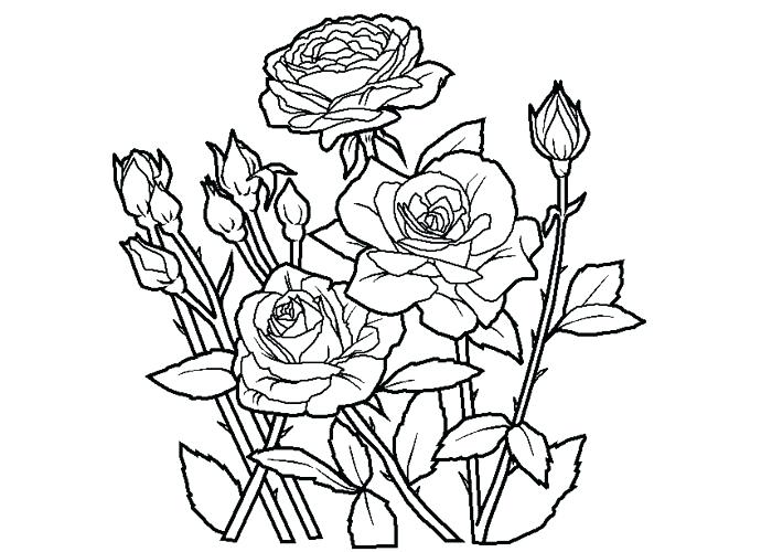 700x500 Roses Coloring Pages Roses Color Pages Coloring Me Derrick Rose