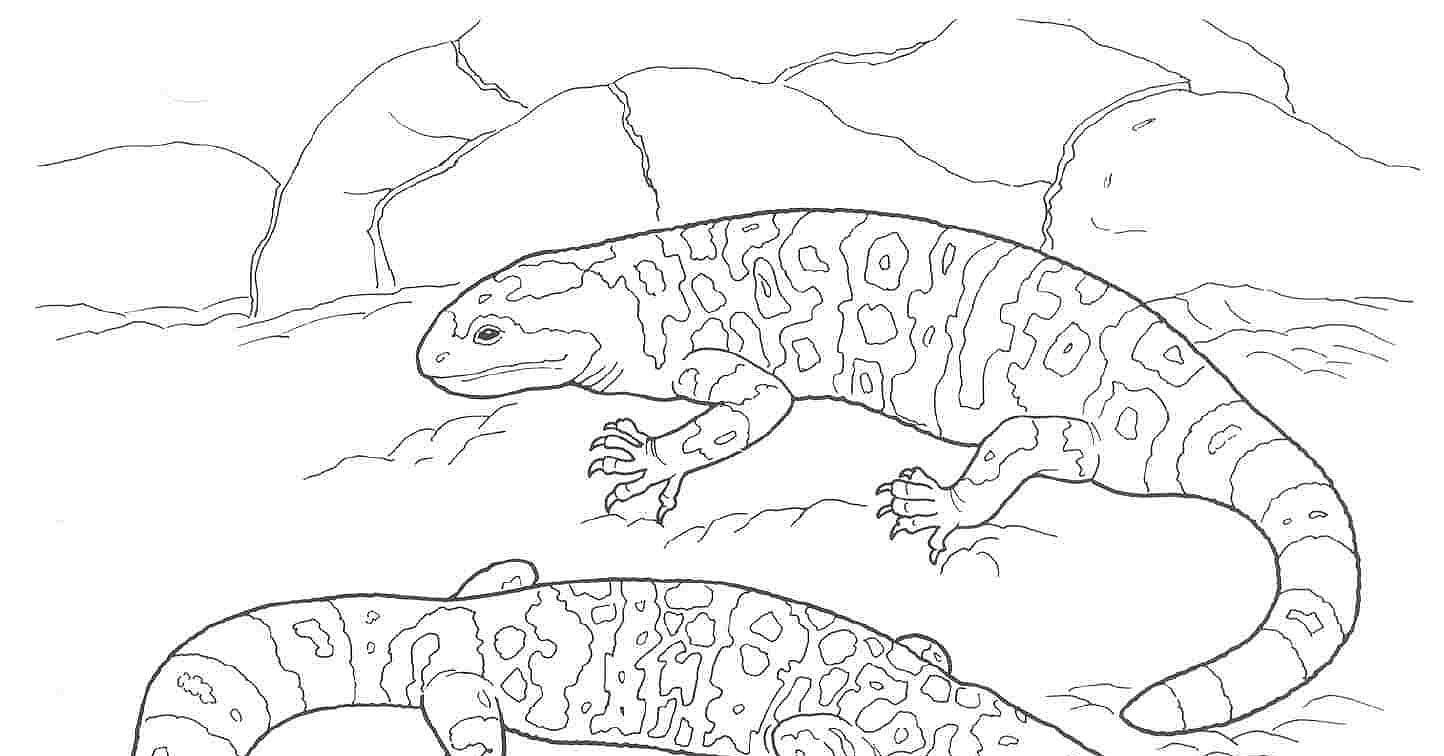 1444x756 Desert Animals Coloring