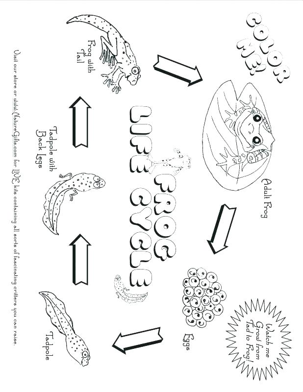 618x800 Desert Coloring Pages Desert Animals And Plants Coloring Pages