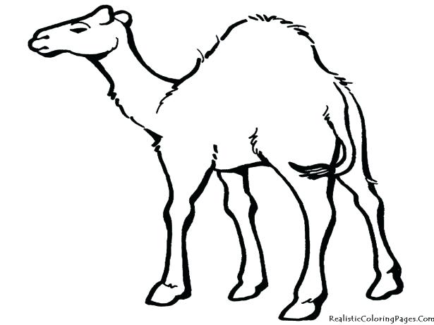 615x461 Desert Plants Coloring Pages Winsome Ideas Desert Animal Coloring