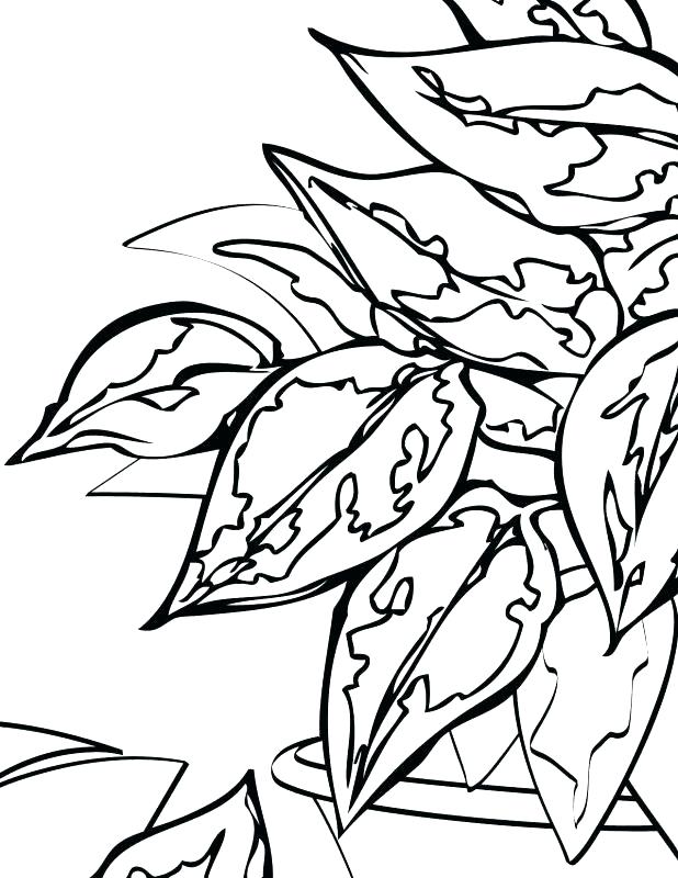618x800 Rainforest Plants Coloring Pages Coloring Pages Of Animals Free