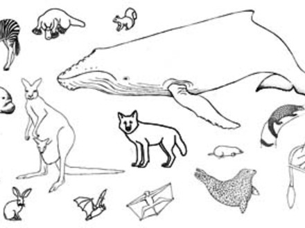 Desert Animals Coloring Pages
