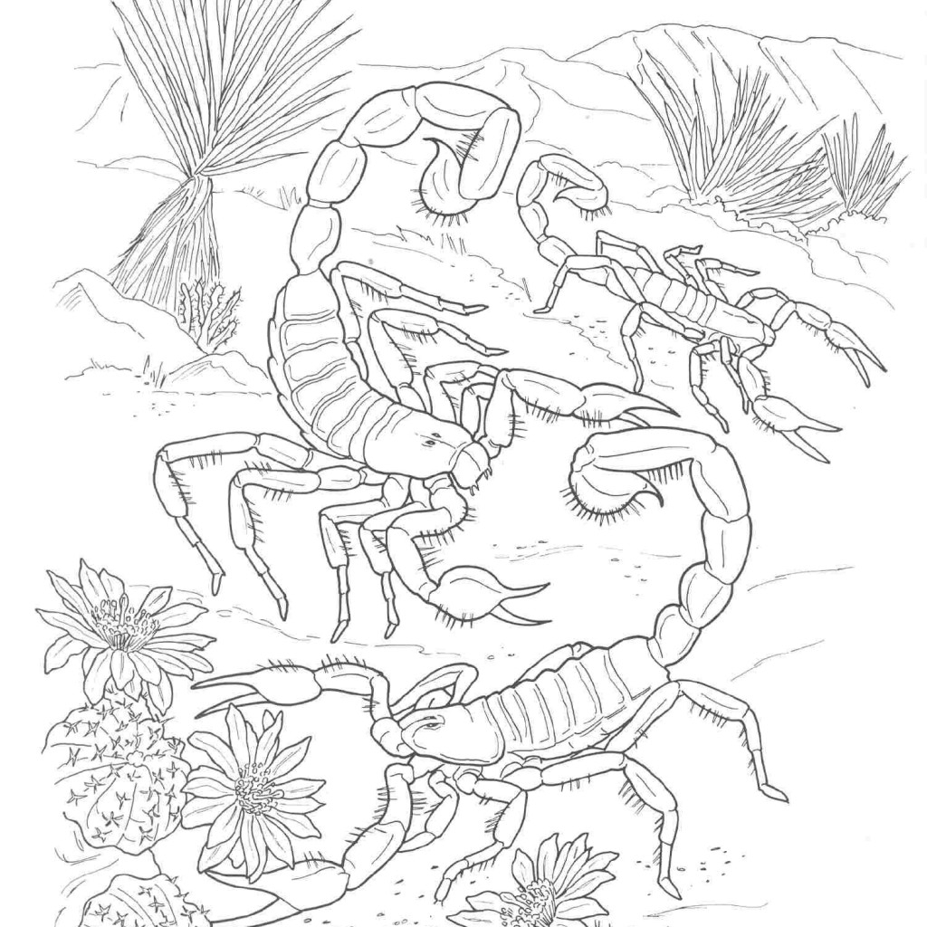 1024x1024 Desert Animals Coloring Pages Desert Animal Coloring Pages