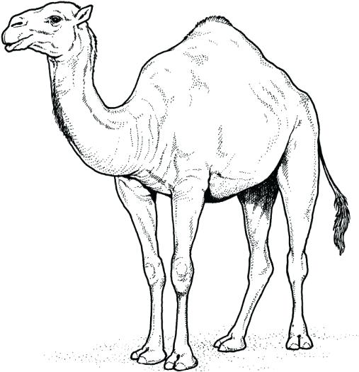 507x525 Desert Animals Coloring Pages Desert Animals Coloring Pages Free