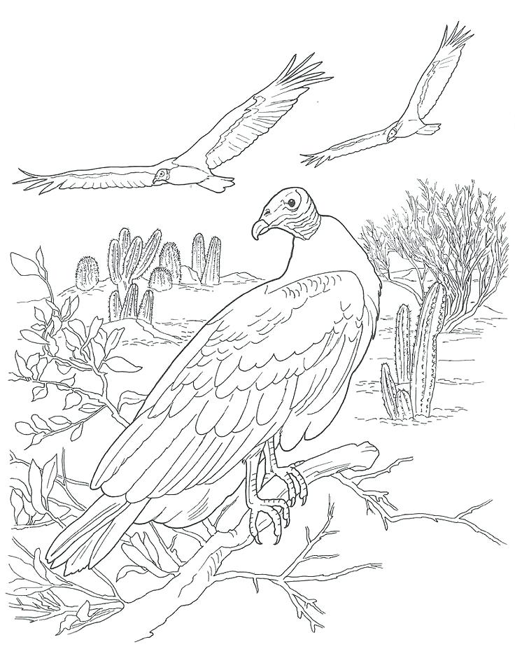 736x927 Desert Animals Coloring Pages Desert Scene Coloring Pages File