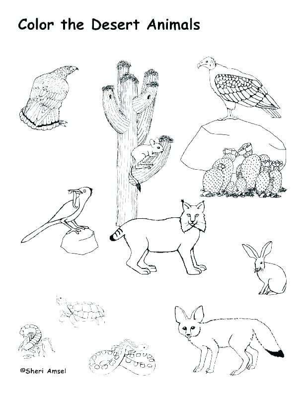 612x792 Animal Habitat Coloring Pages Maycrutex