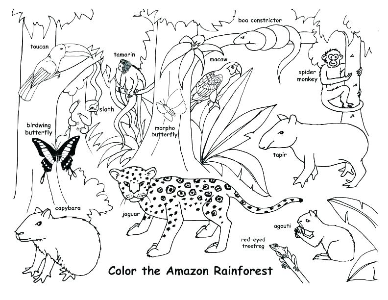 792x612 Desert Animal Coloring Pages Shippa.co