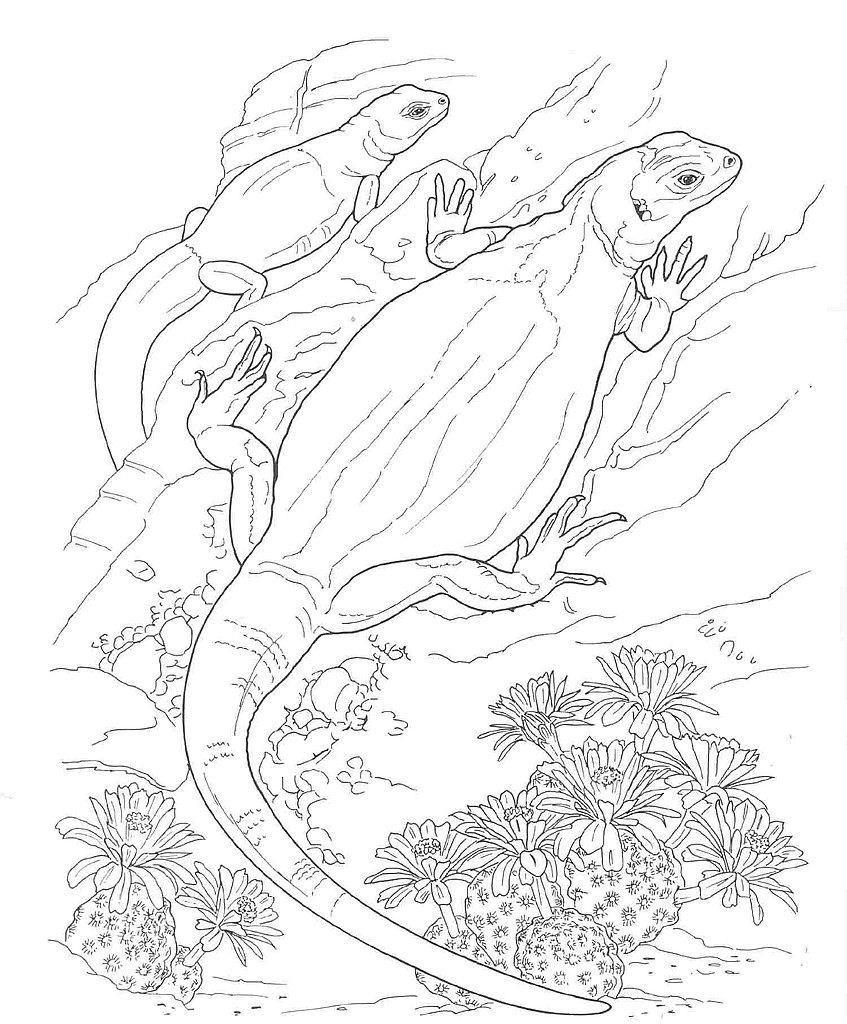 847x1024 Desert Animals Coloring Pages Desert Animals Coloring Pages