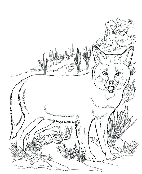 600x731 Desert Animal Coloring Pages Animals Coloring Pages Printable Plus