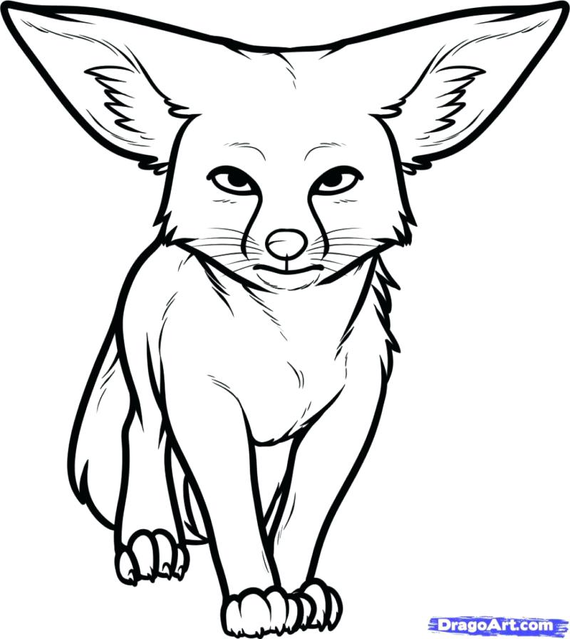 800x896 Desert Animal Coloring Pages Animals Gallery Pictures De Murs