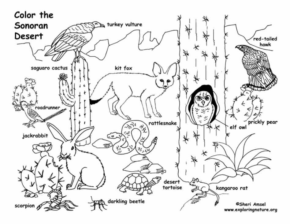 948x732 28 Beautiful Pictures Of Sahara Desert Coloring Pages Free