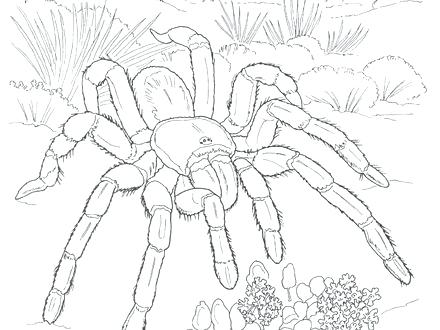 440x330 Desert Coloring Pages Printable Desert Coloring Pages Scene