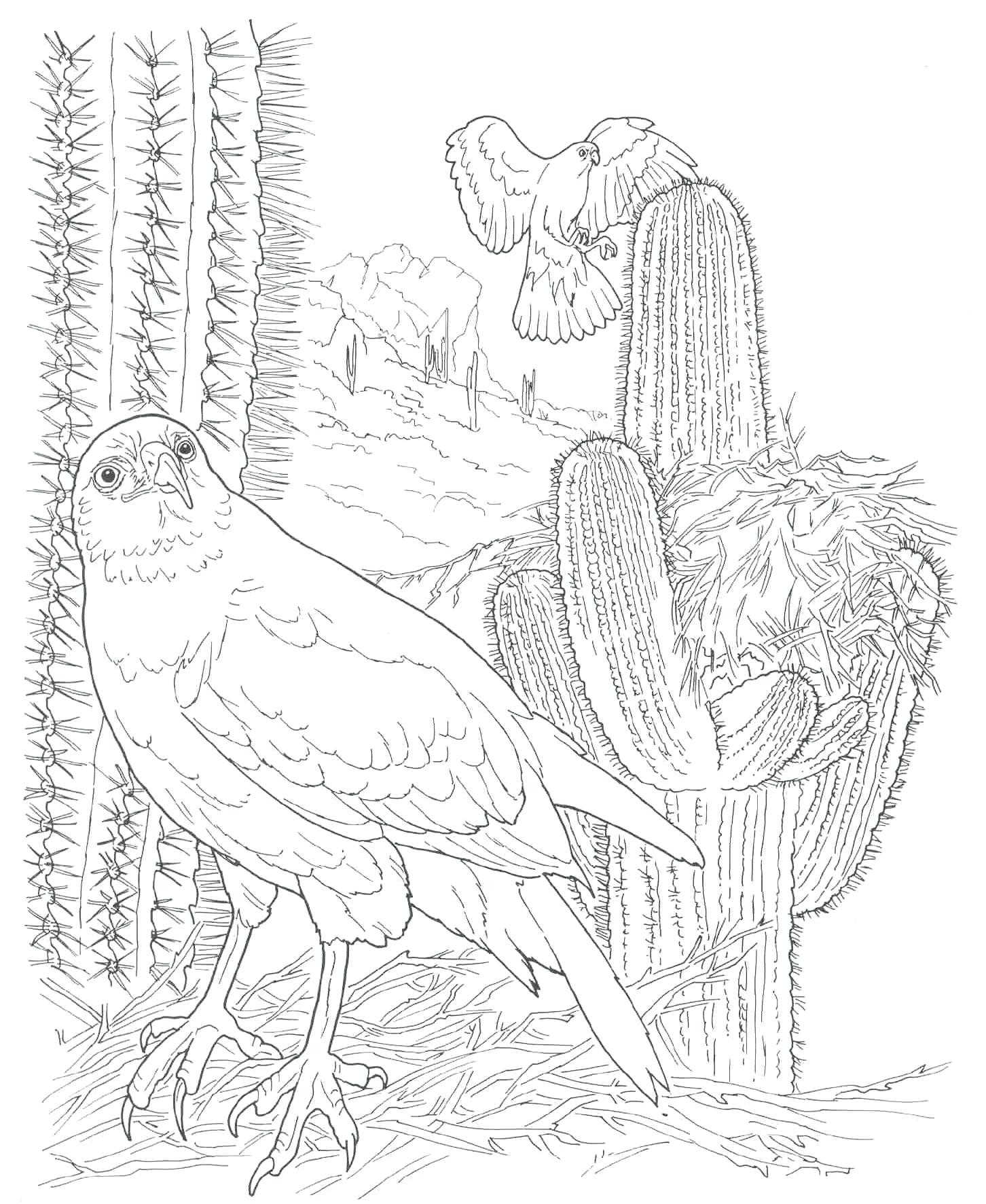 1452x1773 Best Of Desert Coloring Pages Card And Coloring Page