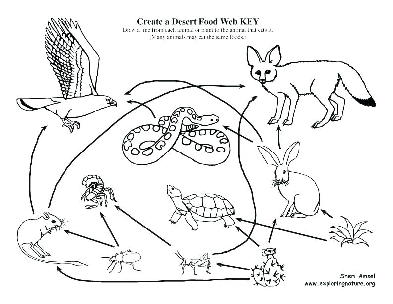 792x612 Food Chain Coloring Pages Food Chain Coloring Page Food Of Desert