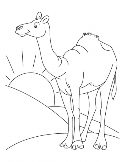 420x543 The Lone Arabian Camel Standing In The Sahara Desert Coloring Page