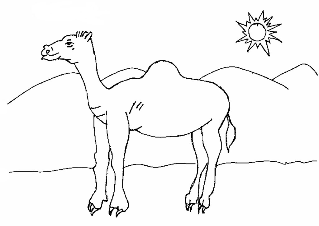 1024x727 Camels Coloring Pages (9 Images)