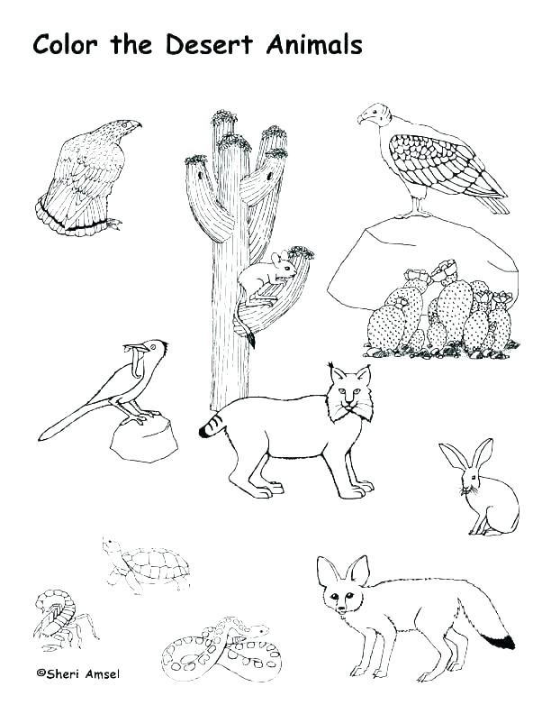 612x792 Animal Habitat Coloring Pages Desert Coloring Pages Animal Habitat