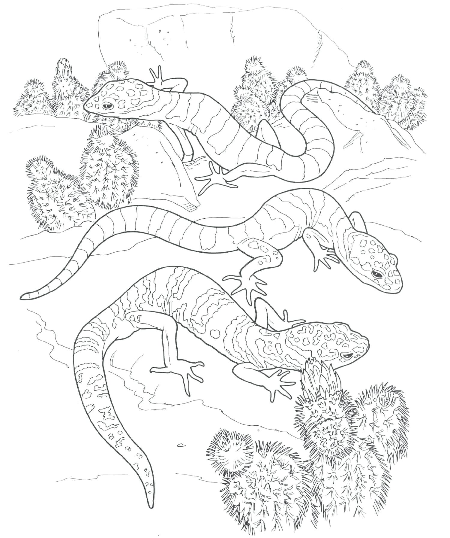 1500x1791 Coloring Pages ~ Desert Coloring Pages With Mazes And Author