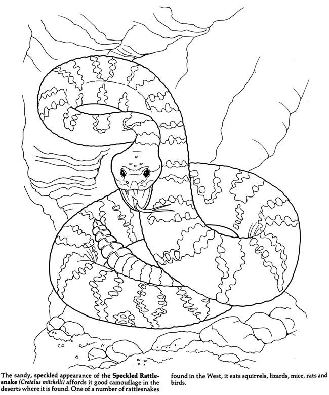 650x780 Cheerful Desert Coloring Pages Animals Free Printable Pictures