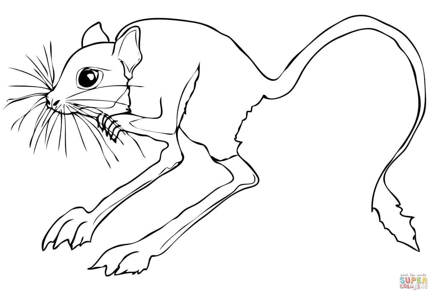 1500x1024 Stunning Desert Rodent Jerboa Coloring Page Printable Picture