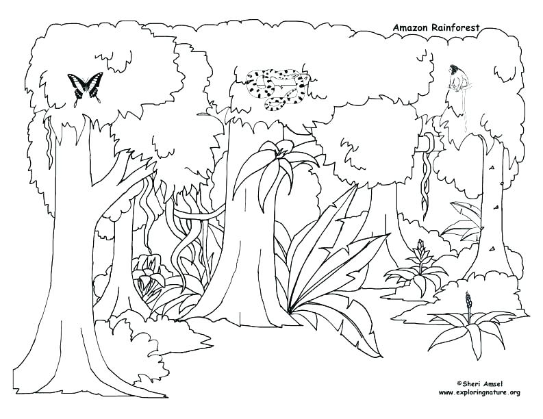 793x612 Desert Animal Coloring Pages Desert Animals Coloring Pages