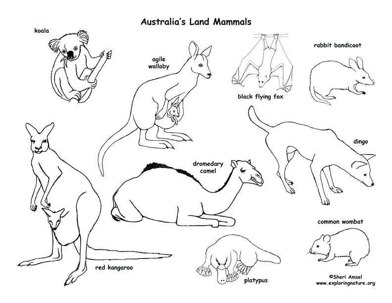 792x612 Desert Coloring Pages Drawn Desert Animal Habitat 7 Desert Cactus