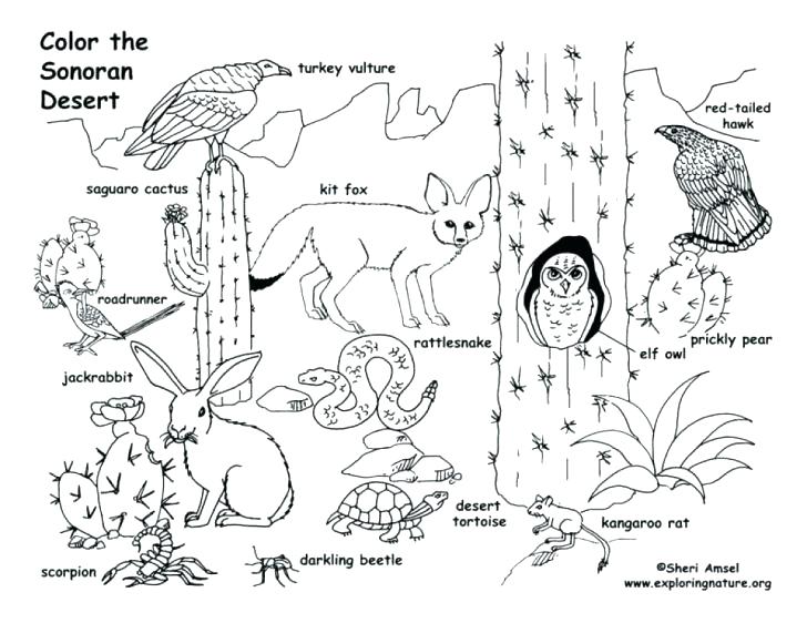 728x562 Desert Coloring Pages Desert Coloring Pages Coloring Pages Desert