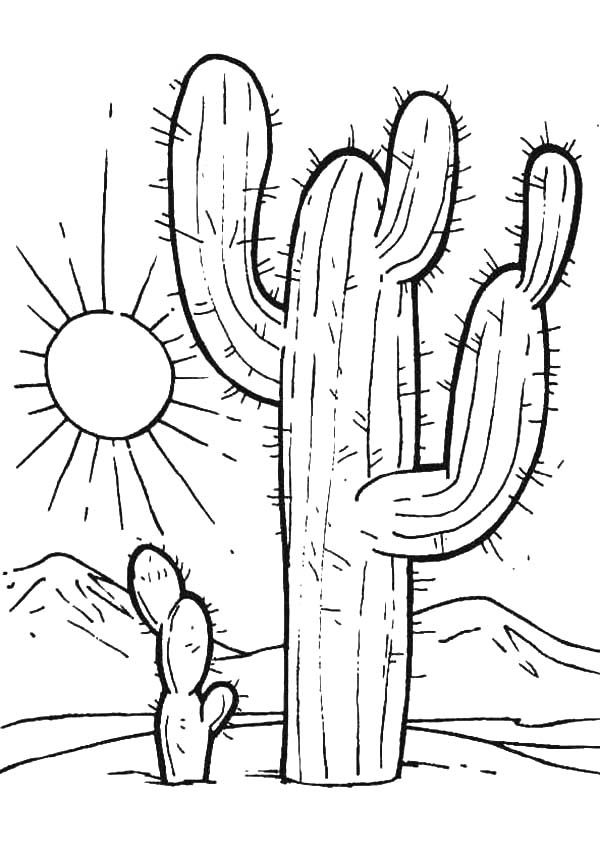 600x852 Color The Desert Landscape Worksheets Deserts And Landscaping What