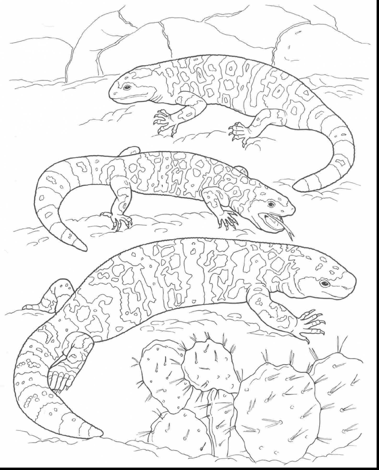 1588x1966 Desert Coloring Pages