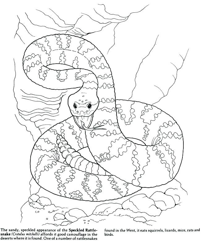 650x780 Desert Coloring Pages T Sunset Coloring Pages Cactus At Desert