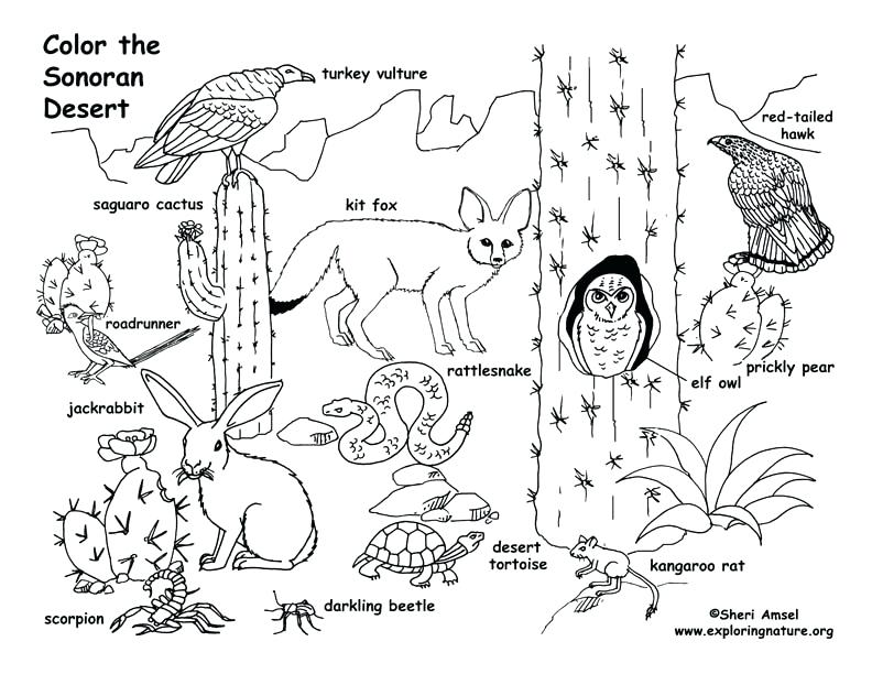 792x612 Desert Maze Coloring Page Coloring Pictures Desert Animals