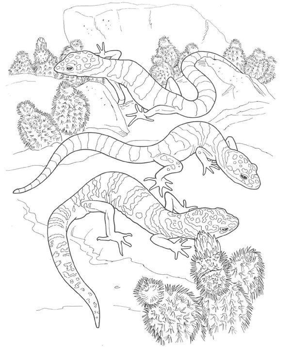 600x716 Lizard Coloring Pages Picture 21.jpg Suosikkeja