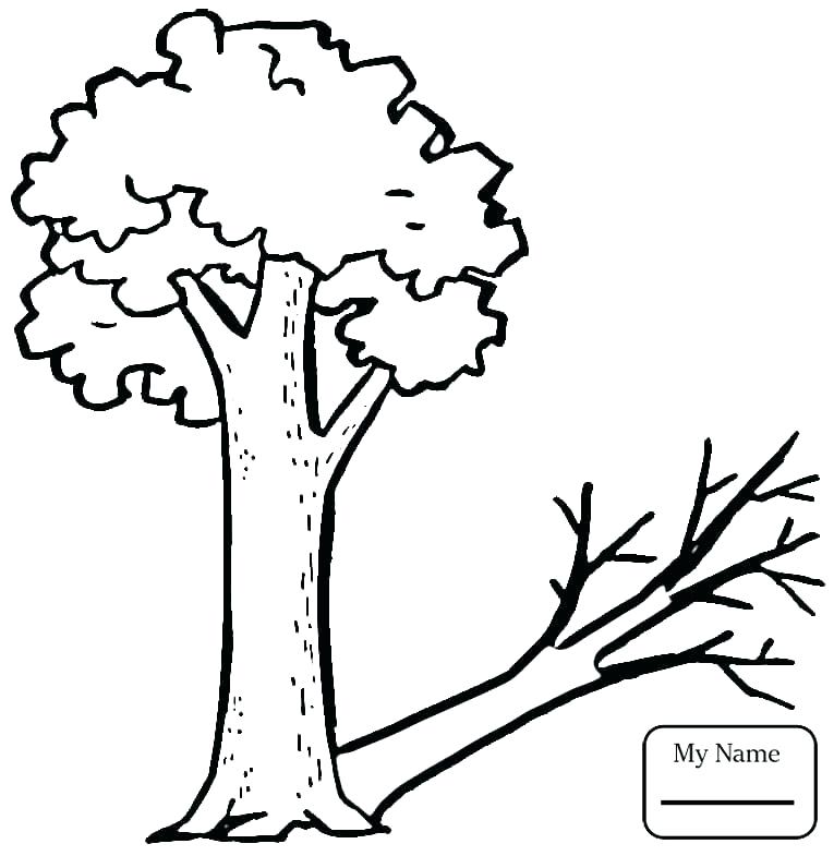 765x785 Plants Coloring Page Coloring Pages Plants Desert Plants Coloring
