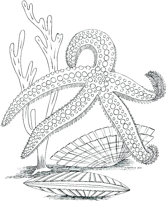 630x763 Plants Coloring Page Desert Plants Pages And Book Sheets Colouring