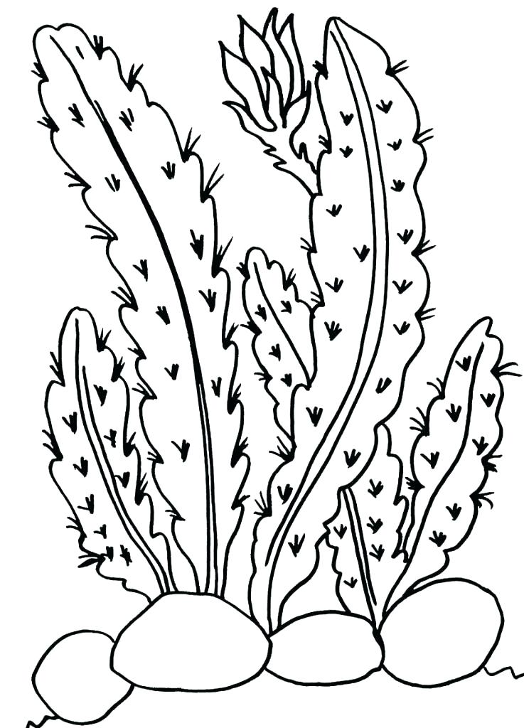 737x1024 Plants Coloring Pages Cactus Coloring Page Desert Plant Coloring