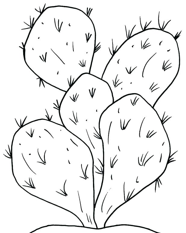 618x773 Cactus Coloring Pages Cactus Coloring Desert Plant Coloring Pages
