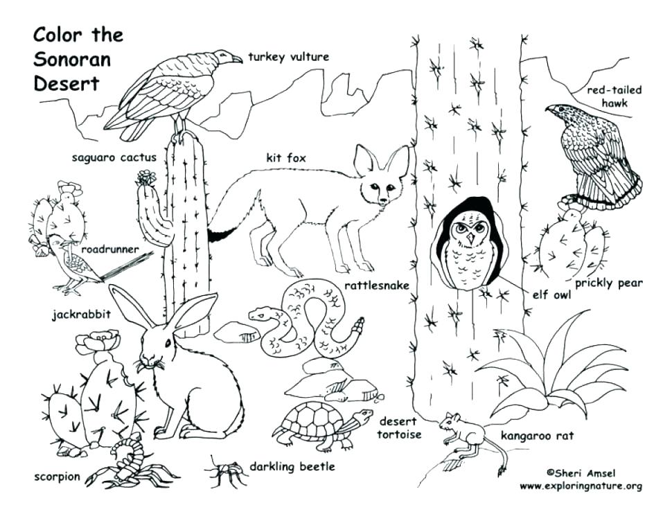 970x749 Desert Coloring Pages Desert Coloring Pages Desert Coloring Pages