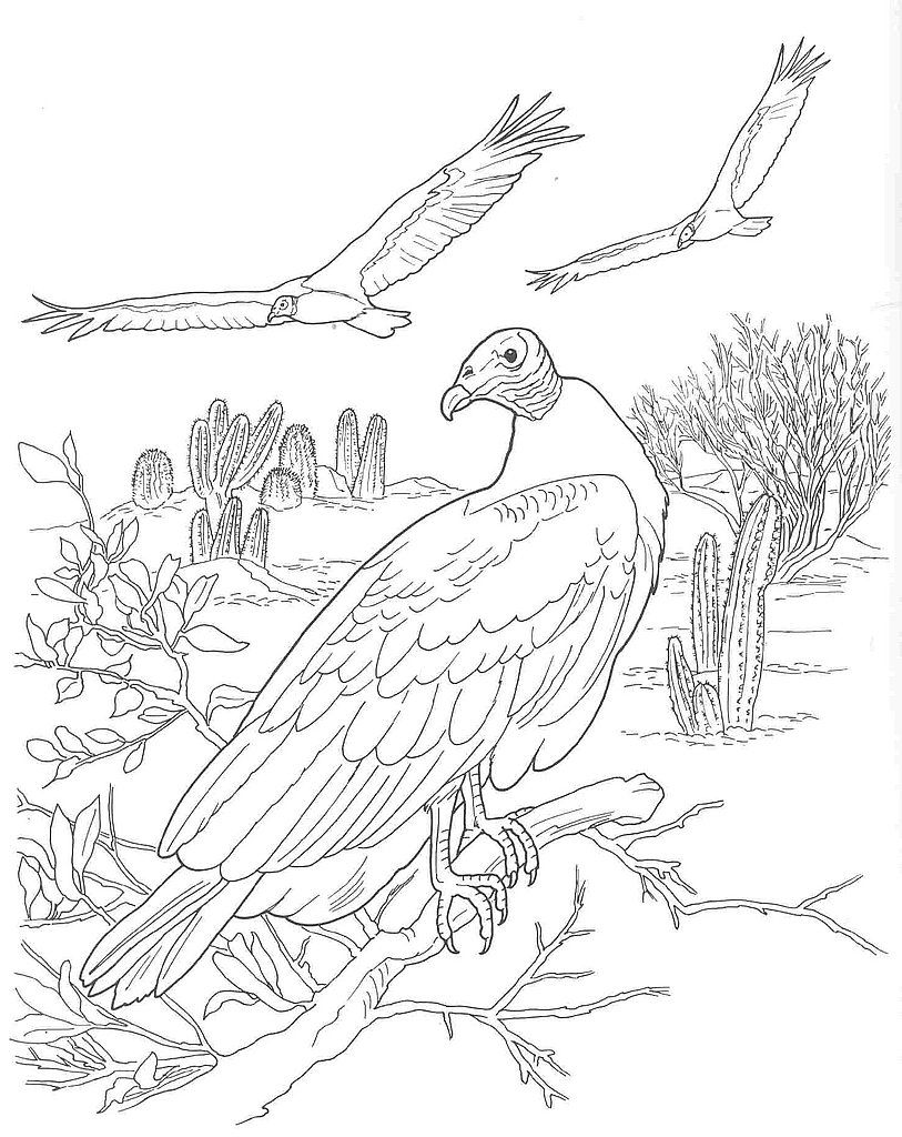 813x1024 Desert Scene Coloring Pages File Name Desert Animals Coloring