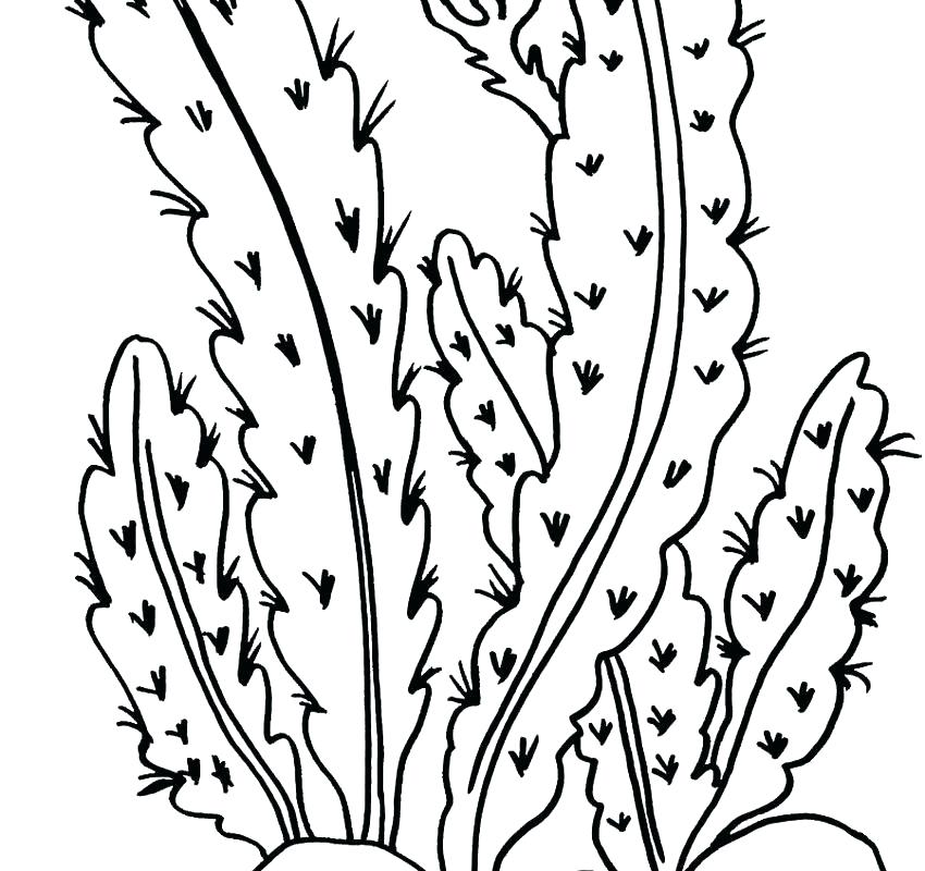 850x800 Desert Scene Coloring Pages Printable Desert Coloring Pages