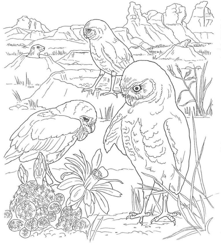 765x851 Free Coloring Pages Of Desert Scene Kleurplaten Van Dieren