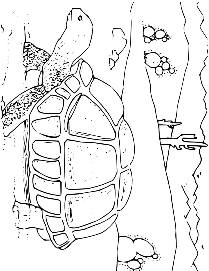 720x932 Desert Coloring Pages Printable