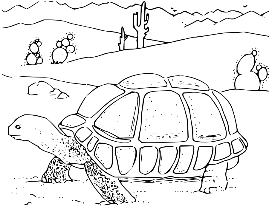 900x691 Free Printable Desert Tortoise Coloring Page Or Color It Online