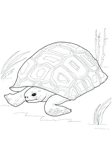 360x480 Tortoise Coloring Page Tortoise Coloring Page Click To See