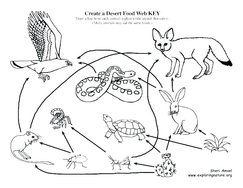 792x612 Tortoise Coloring Page Tortoise Coloring Page Tortoise Coloring