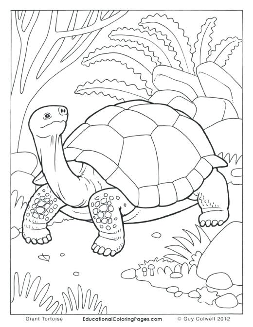 520x673 Tortoise Coloring Page Tortoise Coloring Pages Tortoise Colouring