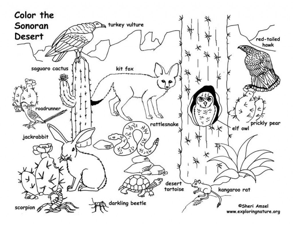 1024x791 Desert Coloring Pages