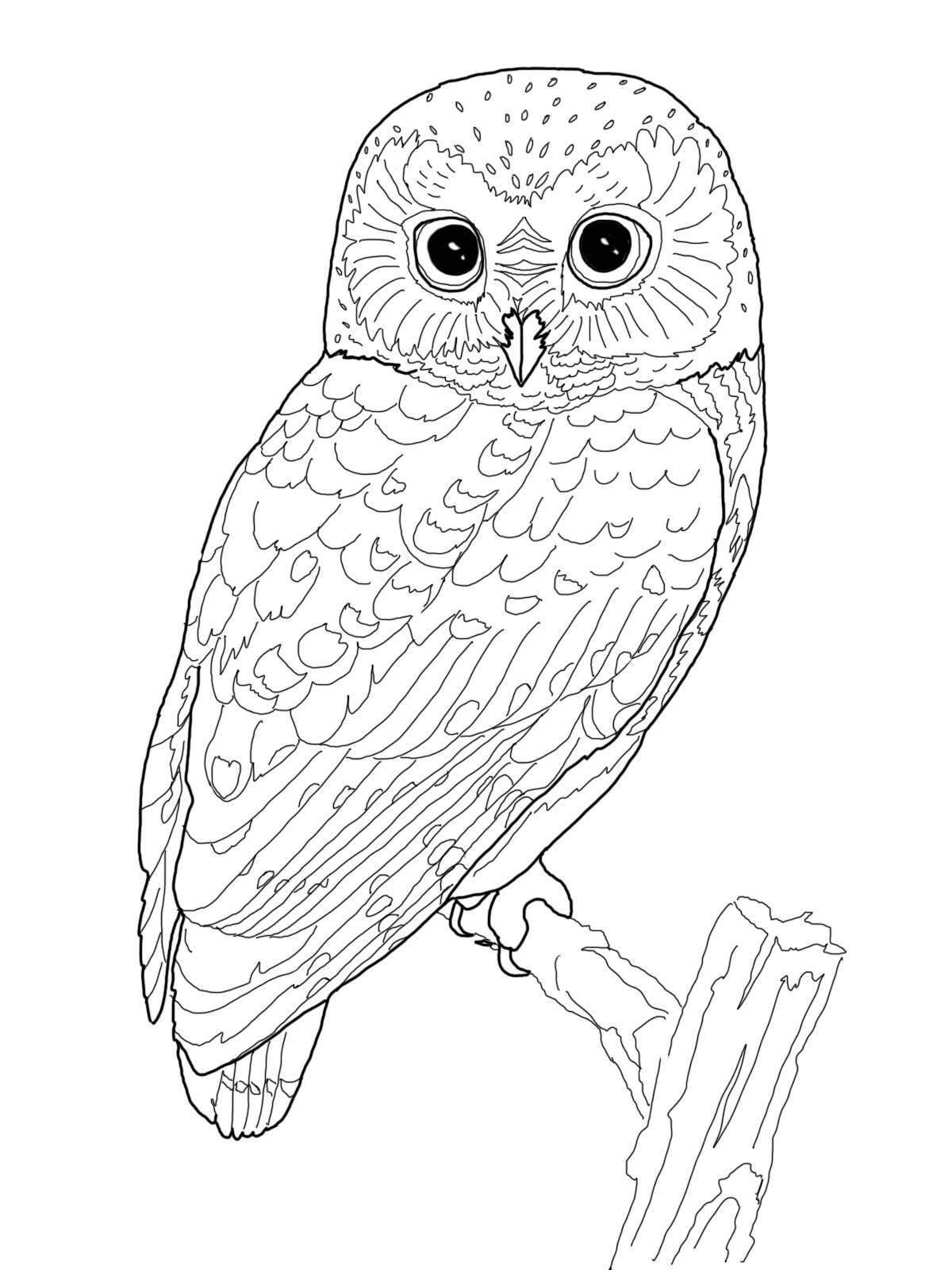 1200x1600 Advice Owl Coloring Pages For Adults Owl Free