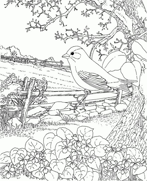 590x728 72 Best Adult Coloring Pages Images On Coloring Books