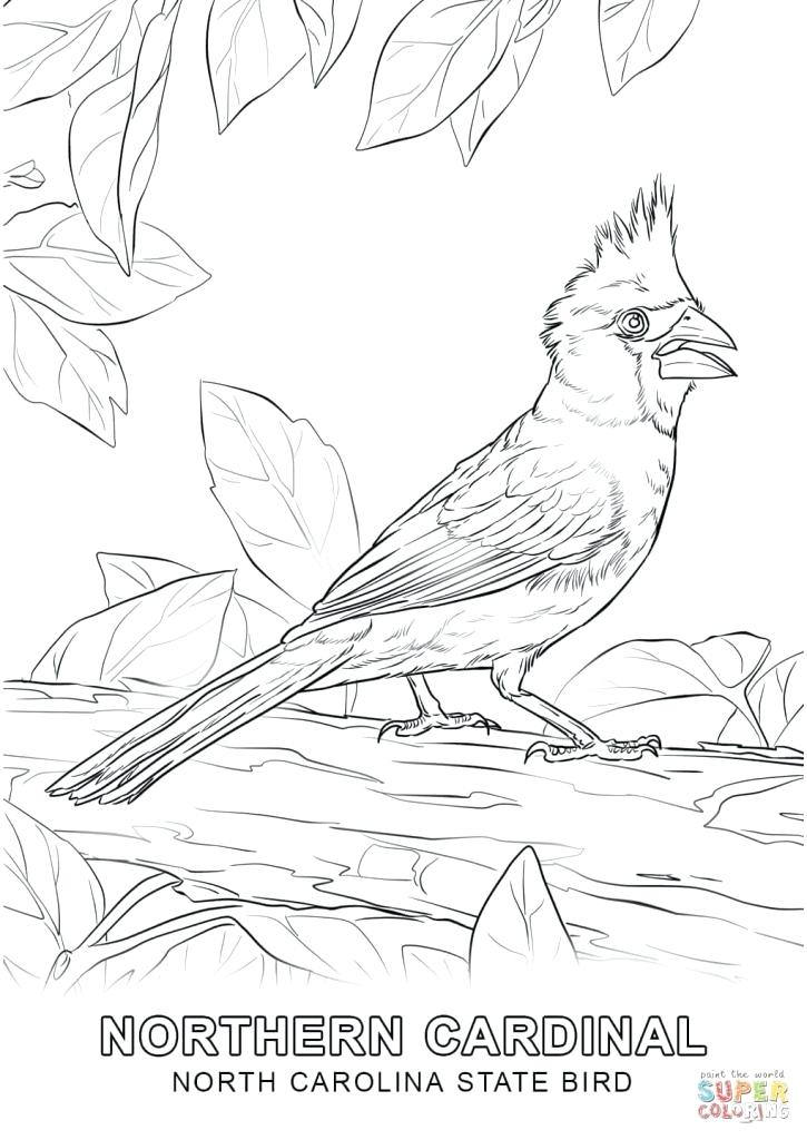 725x1024 North Carolina Coloring Pages North State Bird Coloring Page Free